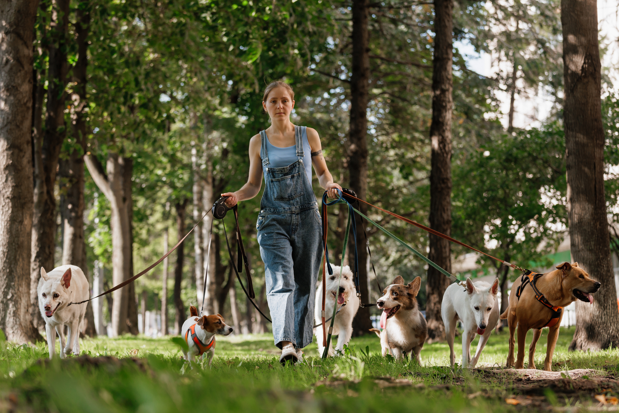 Female dog sitter walking dogs in park